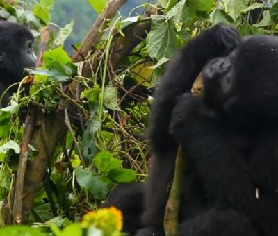 gorilla babies Gorilla babies