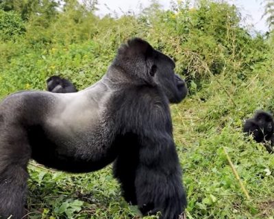 6 days safari itinerary packages