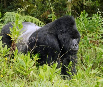 Gorilla of mountains in Virunga national park near Kisoro in Uganda Gorilla of mountains in Mgahinga national park near Kisoro in Uganda