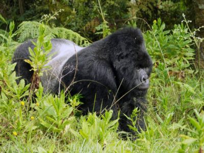 Gorilla of mountains in Virunga national park near Kisoro in Uganda Gorilla trekking from USA