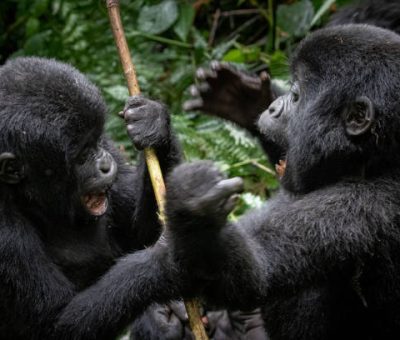 A pair of young mountain gorillas (Gorilla beringei beringei) playing around in Uganda's Bwindi Impenetrable Forest.