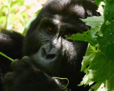 Mountain gorillas Gorilla trekking from Scandinavia to Uganda/ Rwanda