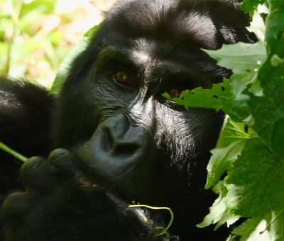 gorillas gorillas