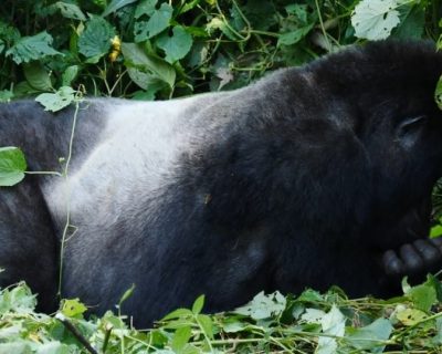 gorillas- silverbacks Gorilla trekking from India