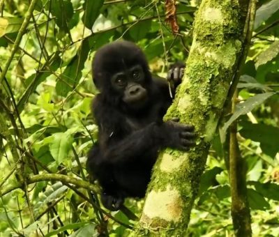 gorilla kids gorilla kids