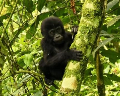 gorilla trekking from Singapore