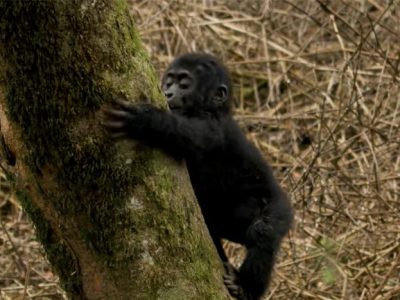 gorilla babies playing seen on gorilla trekking tours in Uganda