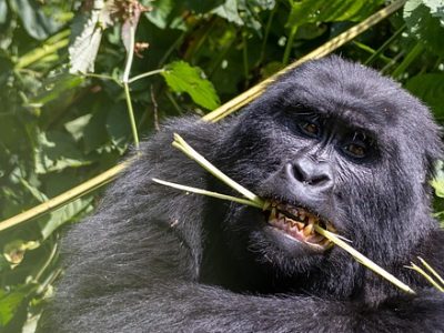 mountain gorillas feeding on bamboo mountain gorillas feeding on bamboo