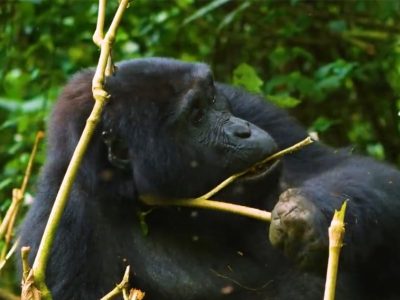 mountain gorillas mountain gorilla