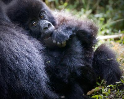 gorillas.. Gorilla trekking from Morocco to Uganda/ Rwanda safari