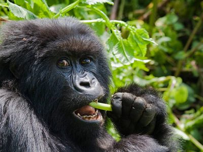 mountain gorillas A female gorilla of the Umubano group in Rwanda’s Parc National des Volcans, feeding on wild celery