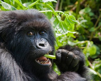 A female gorilla of the Umubano group in Rwanda’s Volcanoes national park, feeding on wild celery gorilla families