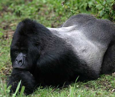 mountain gorilla in the Virunga Mountains at Volcanoes National Park, Rwanda mountain gorilla in the Virunga Mountains at Volcanoes National Park, Rwanda