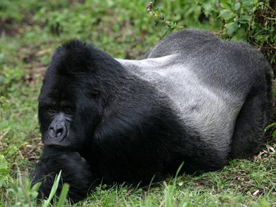 mountain gorilla in the Virunga Mountains at Volcanoes National Park, Rwanda gorilla families