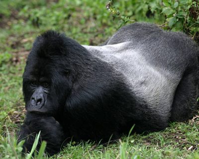 Gorilla trekking in Rwanda