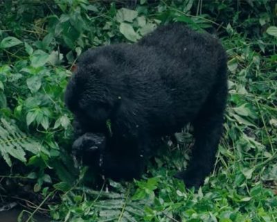 mountain gorilla drinking water Gorilla trekking safaris in Uganda Vs Rwanda