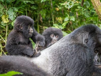 Baby Mountain gorilla on a Silverback in the Bwindi Impenetrable National Park, Uganda