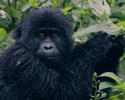 Mountain gorillas Mountain gorillas