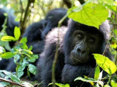 gorillas4 A close-up of an infant mountain gorilla peacefully resting with mother and Silverback Father in the lush greenery of a Ugandan forest. The photo captures the gorilla's expressive eyes and tranquil demeanor, highlighting its connection to the wild environment