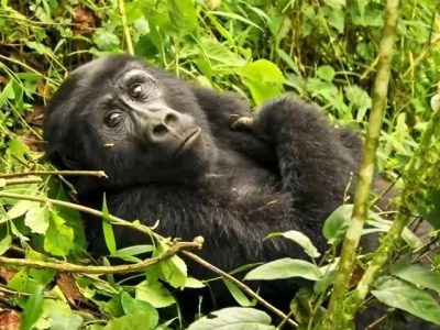 gorilla tracking Gorilla trekking safaris in Uganda Vs Rwanda