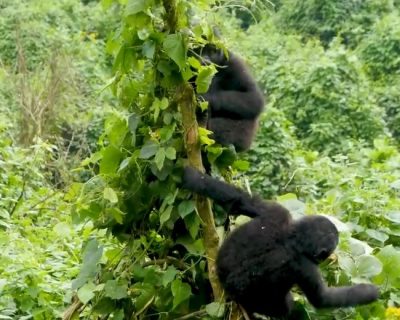 gorilla babies playing as they are with their families