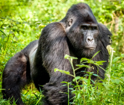 mountain gorillas in Volcanoes, Mgahinga & Bwindi Impenetrable national parks in the Virunga massif