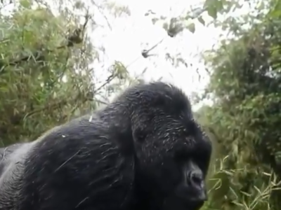 mountain gorillas Gorilla trekking from Egypt/ Cairo to Rwanda/ Uganda
