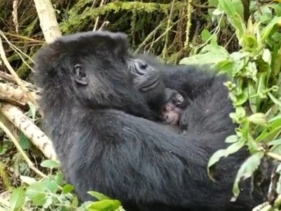 gorilla trek gorilla trek
