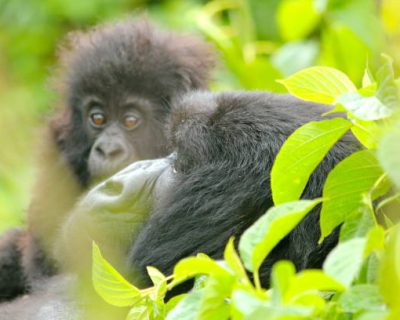 Mother and baby mountain gorillas 5 days safari itineraries