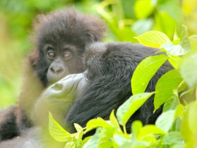 Mother and baby mountain gorillas