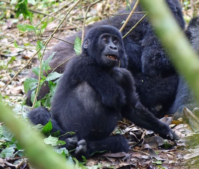 mountain gorilla families Gorilla trekking from Morocco to Uganda/ Rwanda safari