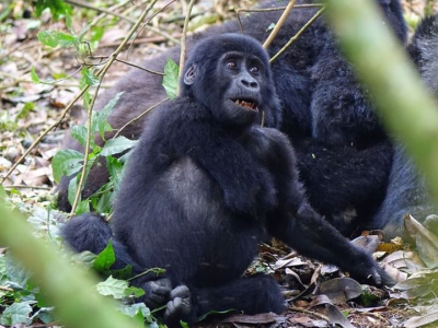 Mountain gorilla families in the montane tropical forests Gorilla trekking safari experience from South Africa