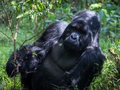 mountain Gorillas Gorilla trekking from Egypt/ Cairo to Rwanda/ Uganda