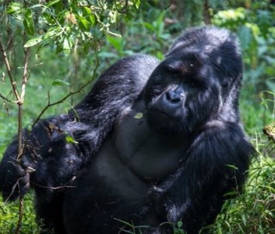mountain Gorillas Gorilla trekking from Egypt/ Cairo to Rwanda/ Uganda
