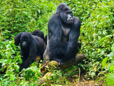 Mountain gorilla families Mountain gorilla families