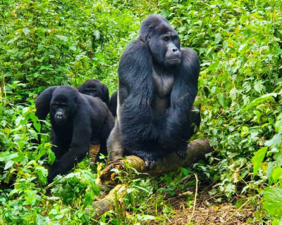 mountain gorilla trekking experience Gorilla trekking safari experience from South Africa