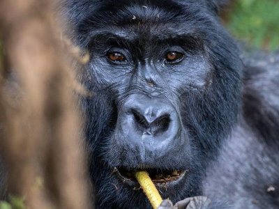 Coming one on one with mountain gorillas Gorilla trekking safari experience from South Africa
