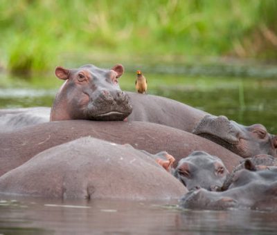 Pod of hippos relaxing in the Nile River, Murchison Falls National Park, Uganda Pod of hippos relaxing in the Nile River, Murchison Falls National Park, Uganda