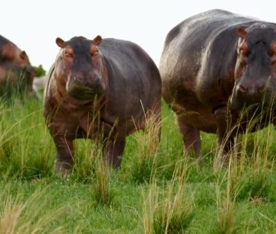 hippos seen during a on a savannah wildlife safari game drive