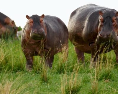 hippo pods on wildlife safari game drives and boat cruises