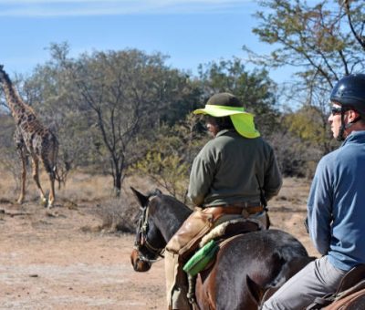 A guide and tourist on a horse safari with a giraffe in front of them.