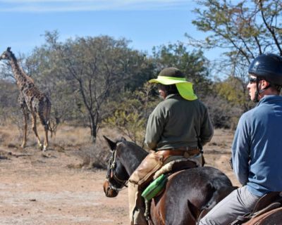 A guide and tourist on a horse safari with a giraffe in front of them. A guide and tourist on a horse safari with a giraffe in front of them.
