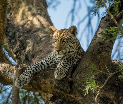 Best gorilla trekking safari packages
