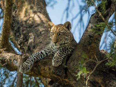 Leopard in Murchison Falls National Park, Uganda
