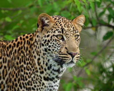 leopard on wildlife game drive excursions along gorilla trekking safari in Uganda