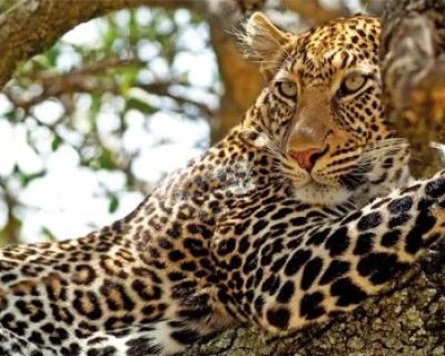 leopards