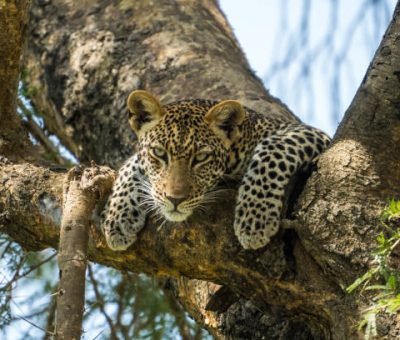 Leopard in Murchison Falls National Park, Uganda