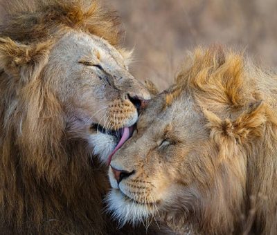 Summer holiday safaris