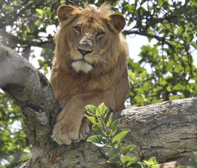 lions.
