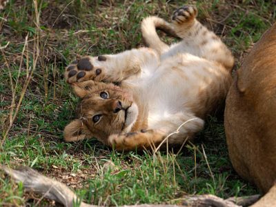 lion cubs